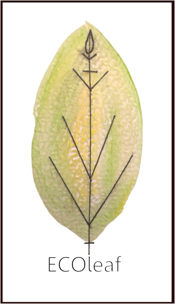 Logo ecoleaf liść